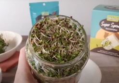 Super Sprouter Germinator -GEAR AID Shop 000142 1