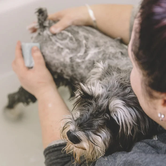 Ethique Shampooch Unscented Solid Dog Shampoo 4 Ethique Shampooch Unscented Solid Dog Shampoo - Image 2