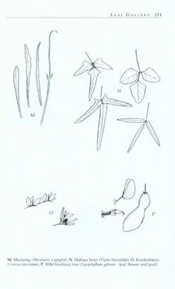 Wild Food Plants Of Australia By Tim Low -GEAR AID Shop ISBN978 0 2071 6930 4 3