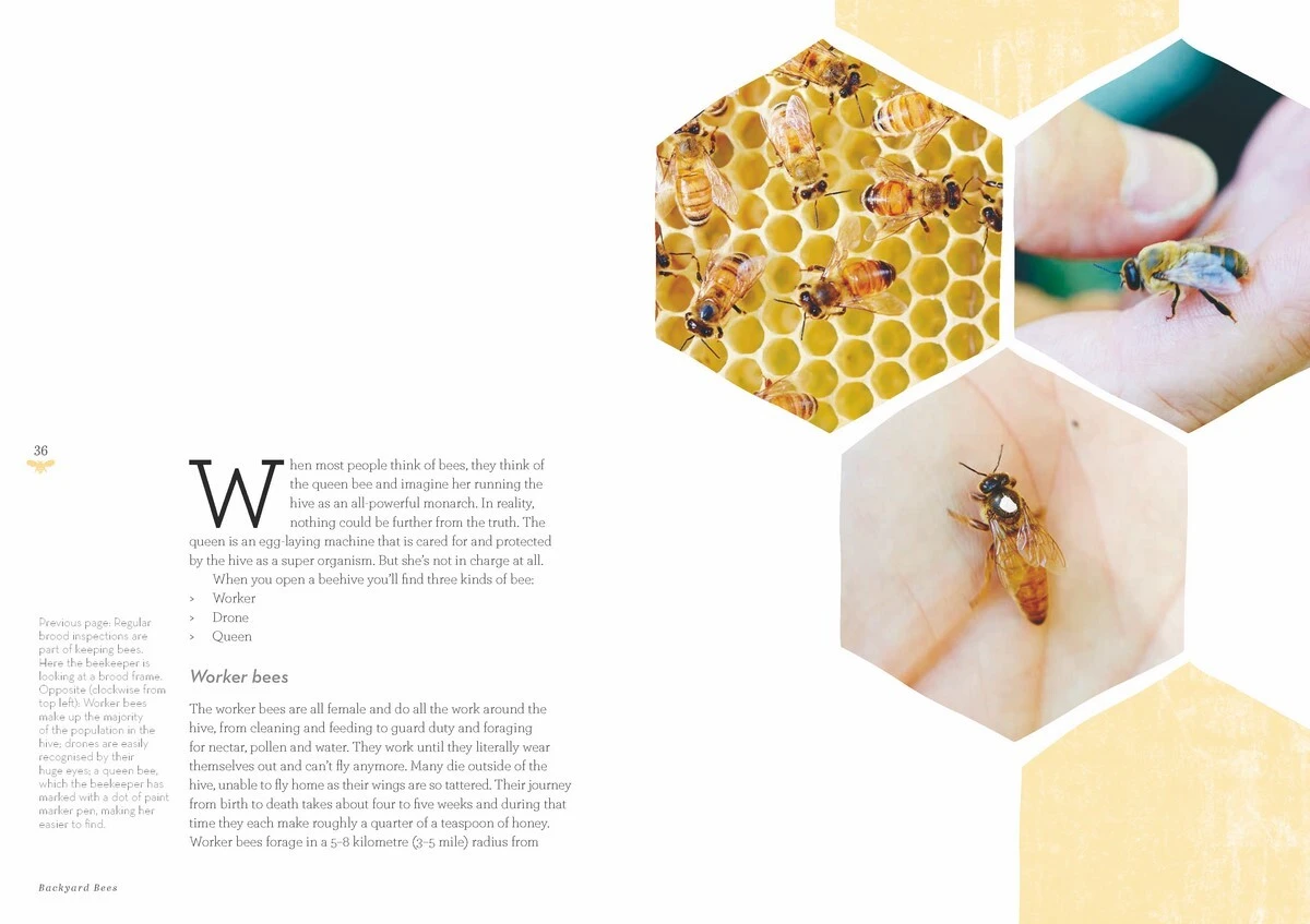 Backyard Bees By Doug Purdie 7 Backyard Bees By Doug Purdie - Image 5