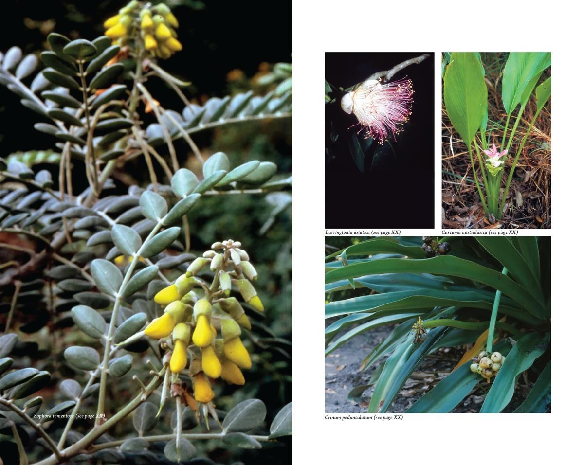 Australian Medicinal Plants By E.V. Lassak & T. McCarthy 6 Australian Medicinal Plants By E.V. Lassak & T. McCarthy - Image 4