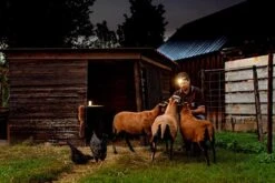 Ledlenser ML6 Rechargeable Lantern | Powerbank -GEAR AID Shop ML6 2