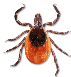 Tick Ease Tick Removal Tweezers -GEAR AID Shop TICKEASE01 2